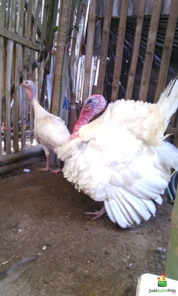 Ayam Kalkun Putih Indukan Sepasang Pesanan Bapak Dedyh di Subang