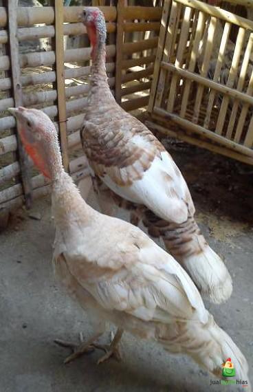 Ayam Kalkun Self Buff Turkey Umur 5 Bulan