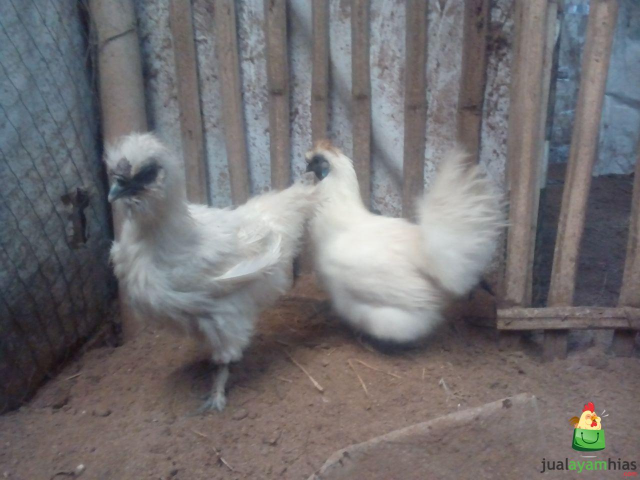 Ayam Kapas Indukan Pesanan Bapak Li Cong di Cilegon Banten