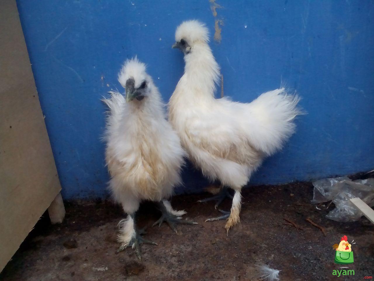 Jual Ayam Kapas dari Bibit Sampai Dewasa Siap di Ternakan