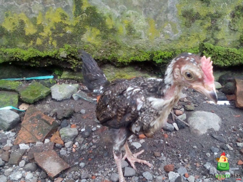 Ayam Ketawa Umur 2 Bulan Jantan Pesanan Bapak Wirza di Jakarta
