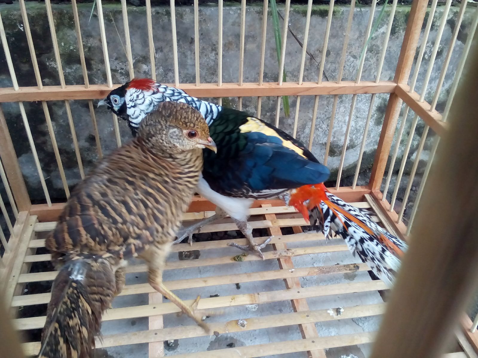 Lady Amherst Pheasant - Gambar 9