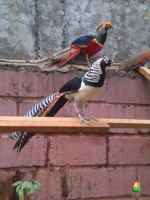 Lady Amherst Pheasant - Gambar 10