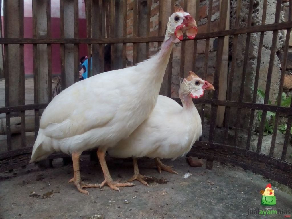 Ayam Mutiara usia 5 Bulan 
