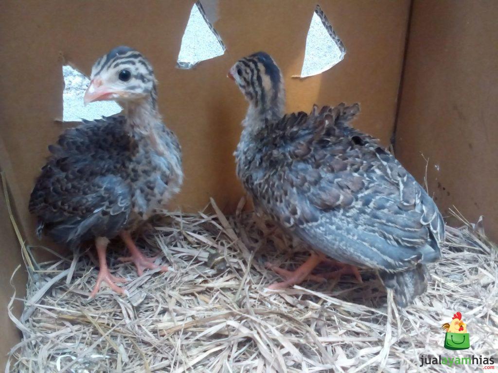 Ayam Mutiara Umur 1 Bulan Sepasang Pesanan Ibu Anah di Cimahi