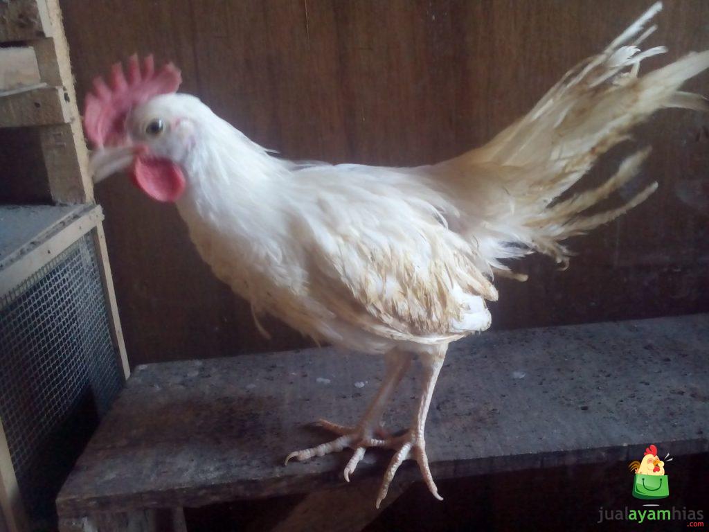 Ayam Onagadori Jantan Usia 3 Bulan Pesanan Bapak Dedyh di Subang