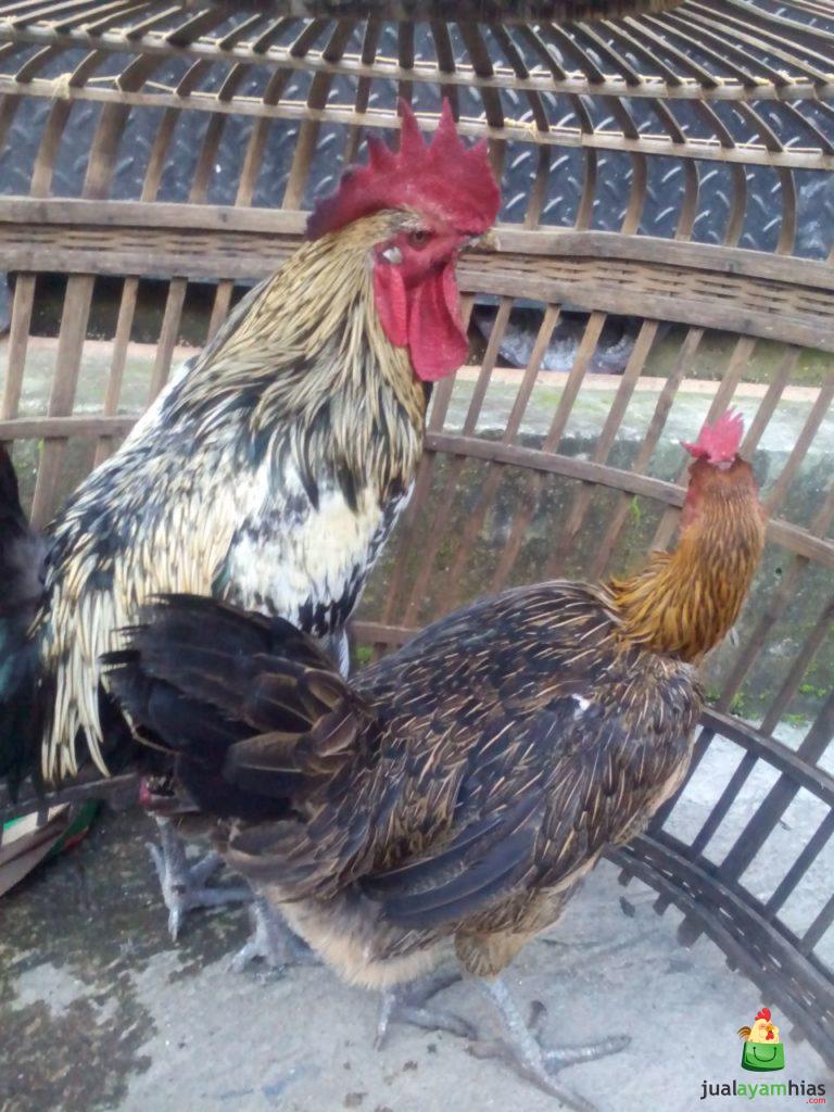 Ayam Pelung Indukan Sepasang Pesanan Bapak Averos di Riau