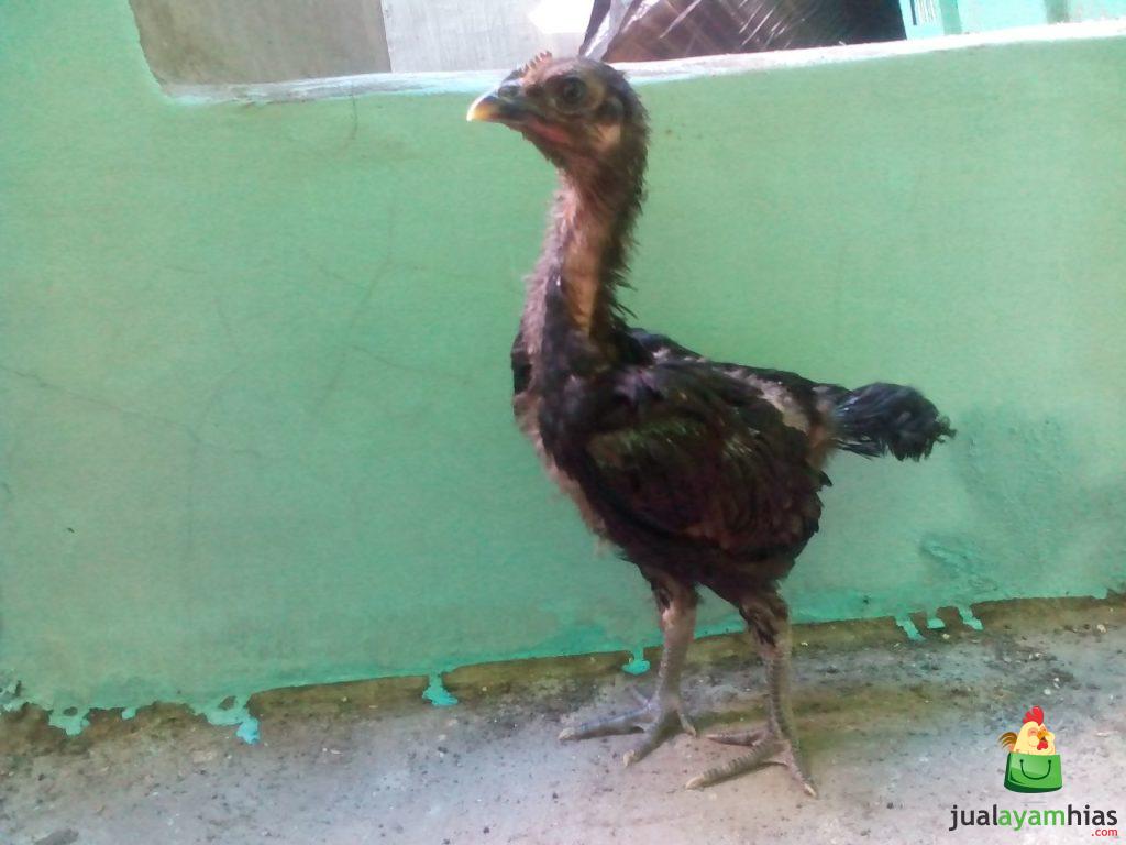Ayam Pelung Umur 1 Bulan Pesanan Bapak Saiin di Bekasi