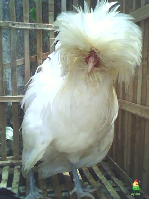 Ayam Polan Dewasa
