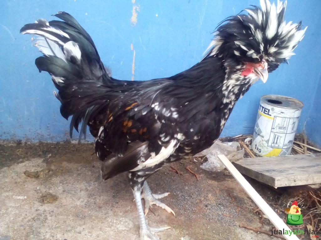 Ayam Poland Jantan Umur 5 Bulan Pesanan Bapak Wirza di Jakarta