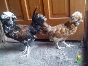 Ayam Phoenix dan Ayam Poland Pesanan Bapak Syamsul di Sragen