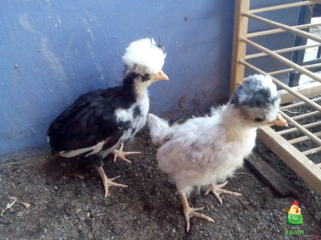 Ayam Poland Usia 1 Bulan Pesanan Bapak Dedyh di Subang