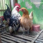 Ayam Serama Umur 5 Bulan Pesanan Bapak Amir di Surabaya
