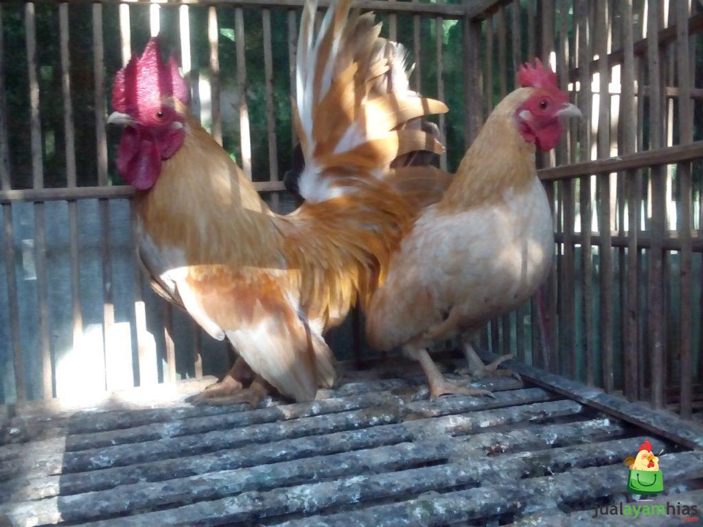 2 Metode Dasar Dalam Memelihara Ayam Kate di Sekitar Rumah