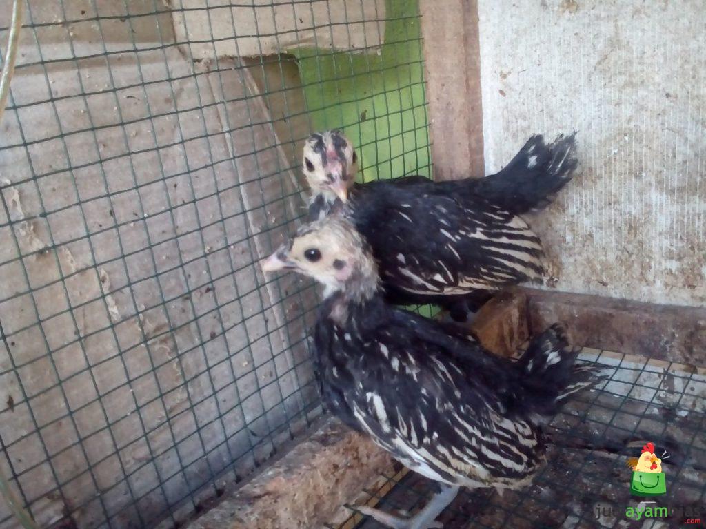 Ayam Batik Itali Umur 1 Bulan Pesanan Ibu Krisna di Jakarta Selatan