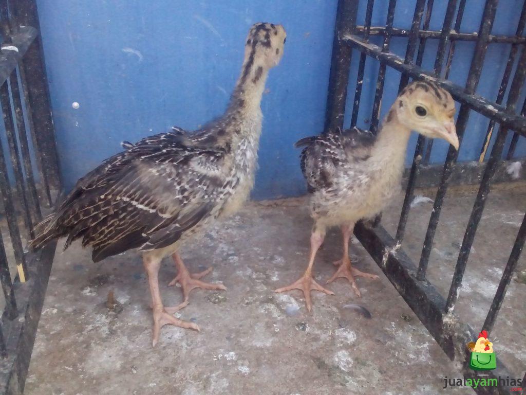 Ayam Kalkun Bronze Sepasang Umur 1 Bulan Pesanan Bapak Agung di Bogor