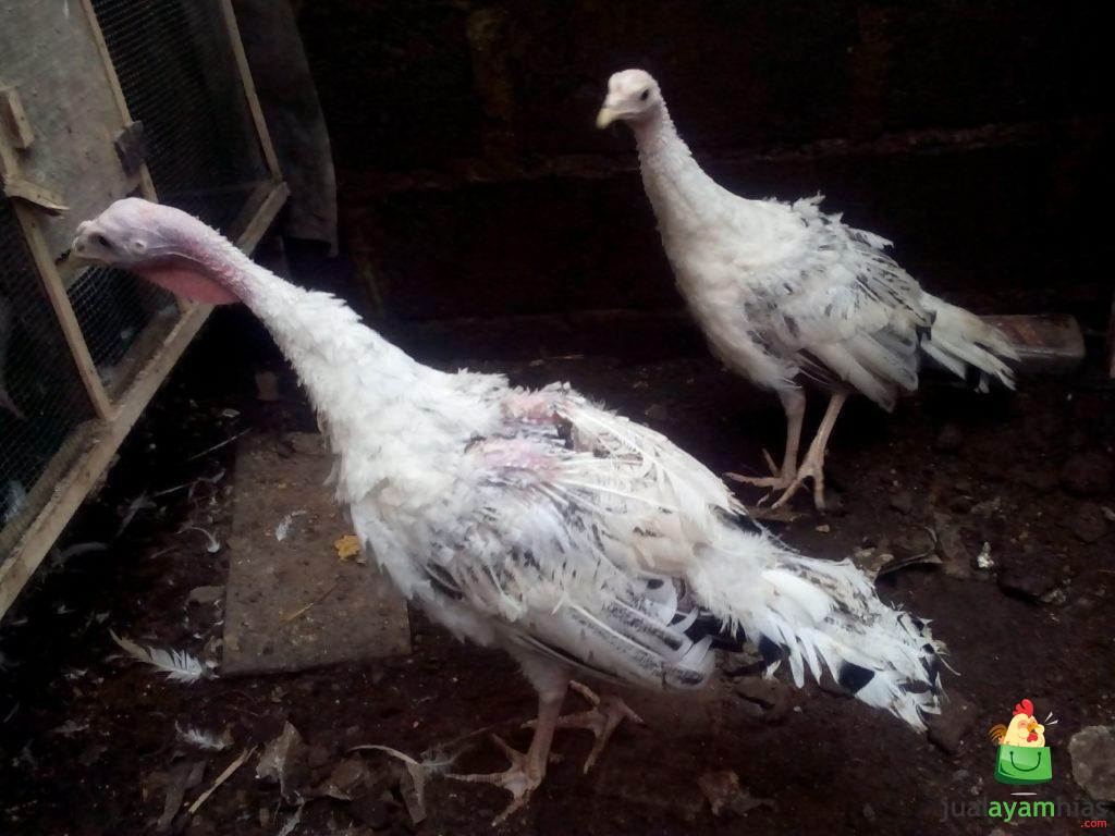 Ayam Kalkun Royal Palm Sepasang Umur 3 Bulan Pesanan Bapak Fahyu di Tangerang