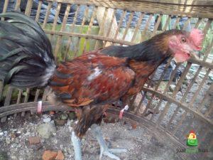 Beberapa Hal Yang Patut Diketahui Tentang Kandang Jago Ayam Pelun