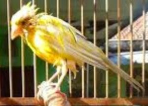 1 Cara Menangani Burung Kenari yang Sedang Sakit Jual Ayam Hias HP : 08564 77 23 888 | BERKUALITAS DAN TERPERCAYA Cara Menangani Burung Kenari yang Sedang Sakit Cara Menangani Burung Kenari yang Sedang Sakit