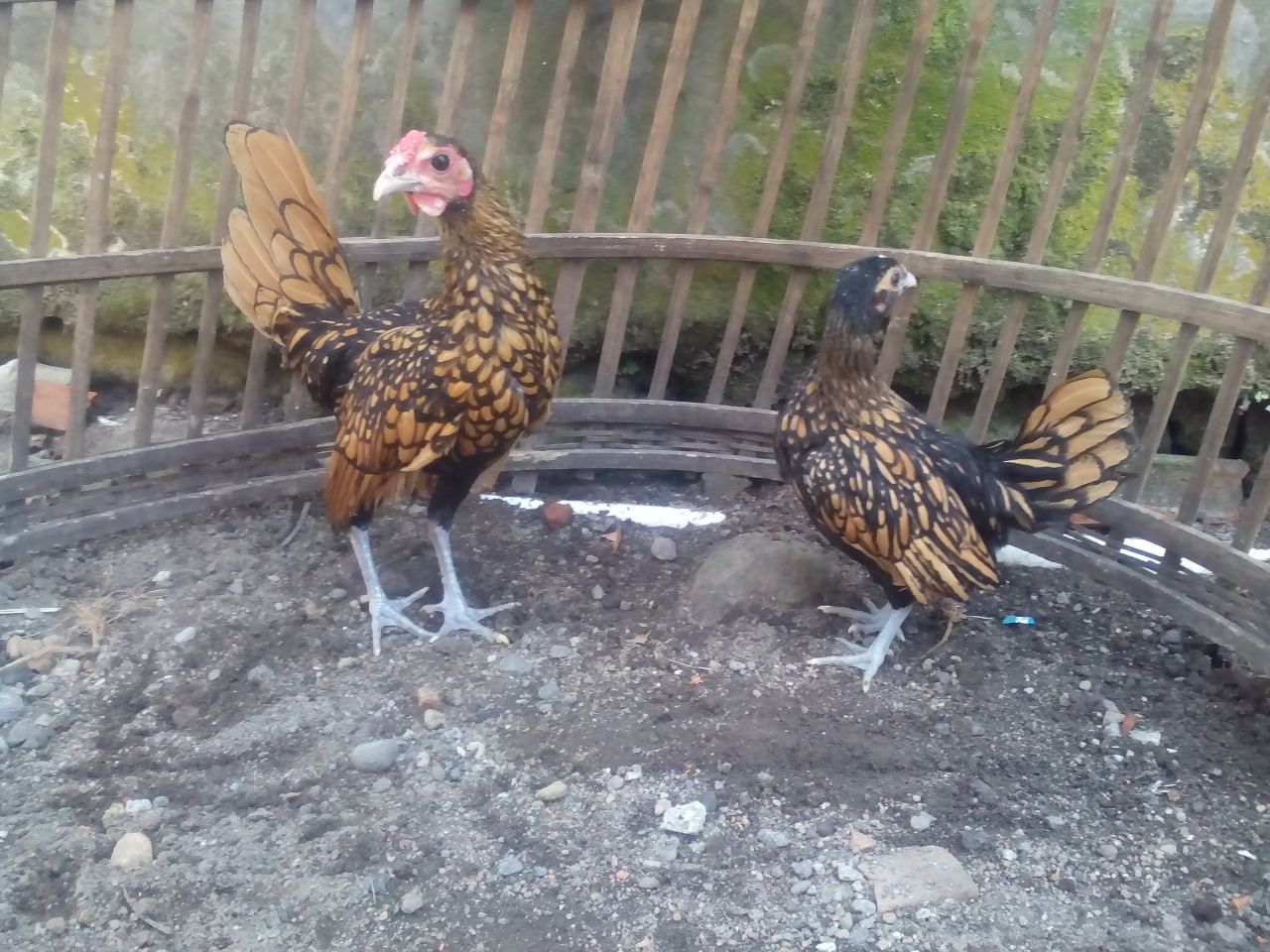 Ayam Batik Kanada Usia 3 Bulan Sepasang Pesanan Ibu Sri di Tulungagung