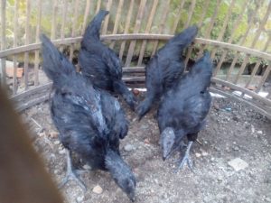 Ayam Cemani Usia 2 Bulan Pesanan Bapak Fajar di Banyuwangi