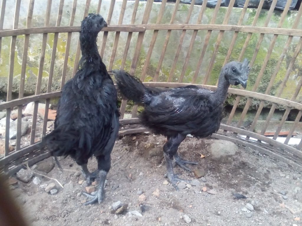 Ayam Cemani Usia 3 Bulan Pesanan Bapak Omen di Depok 