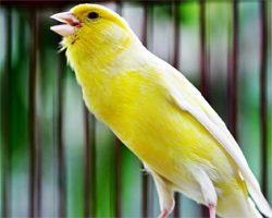 Tips Mudah Beternak Burung Kenari dengan Sistem Koloni