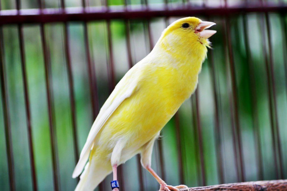 4 Faktor yang Perlu di Perhatikan Agar Burung Kenari Bisa Berkicau Lama