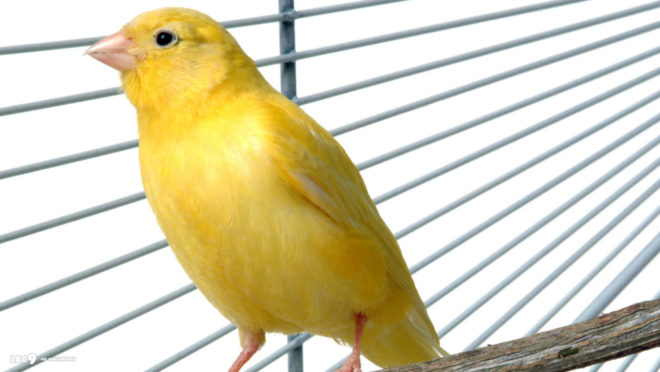 Tips Penting Perawatan Burung Kenari yang Sudah Berusia Lanjut