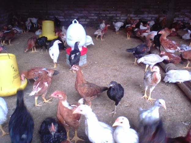 Analisis Usaha Peternakan Ayam Kampung Super 