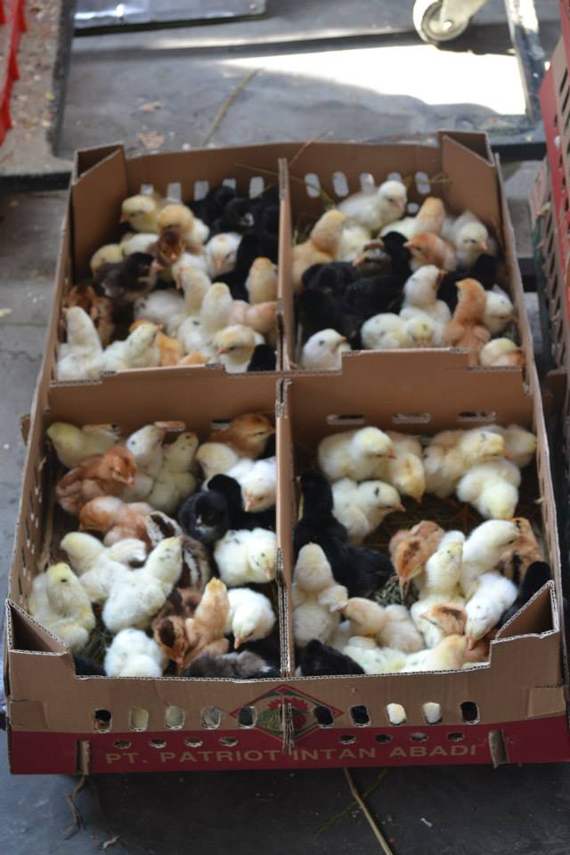 DOC Ayam Joper (Ayam Jawa Super) persilangan dari ayam bangkok pejantan dengan petelur betina siap di kirim ke pelanggan kami