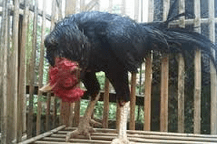 Ayam yang sudah terindikasi terserang penyakit tetelo