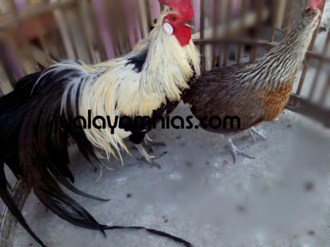 Ready Stok Ayam Hias di Kandang Jualayamhias.com