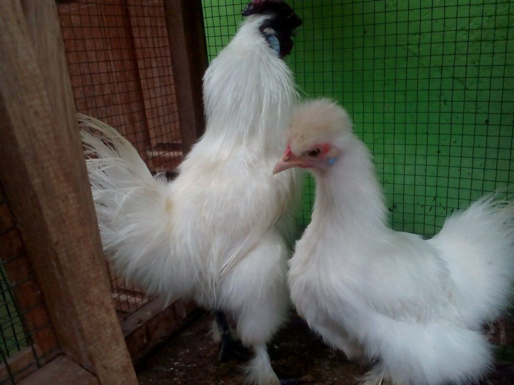 Cara Mudah Membuat Ayam Hias Kita Sehat di Segala Kondisi