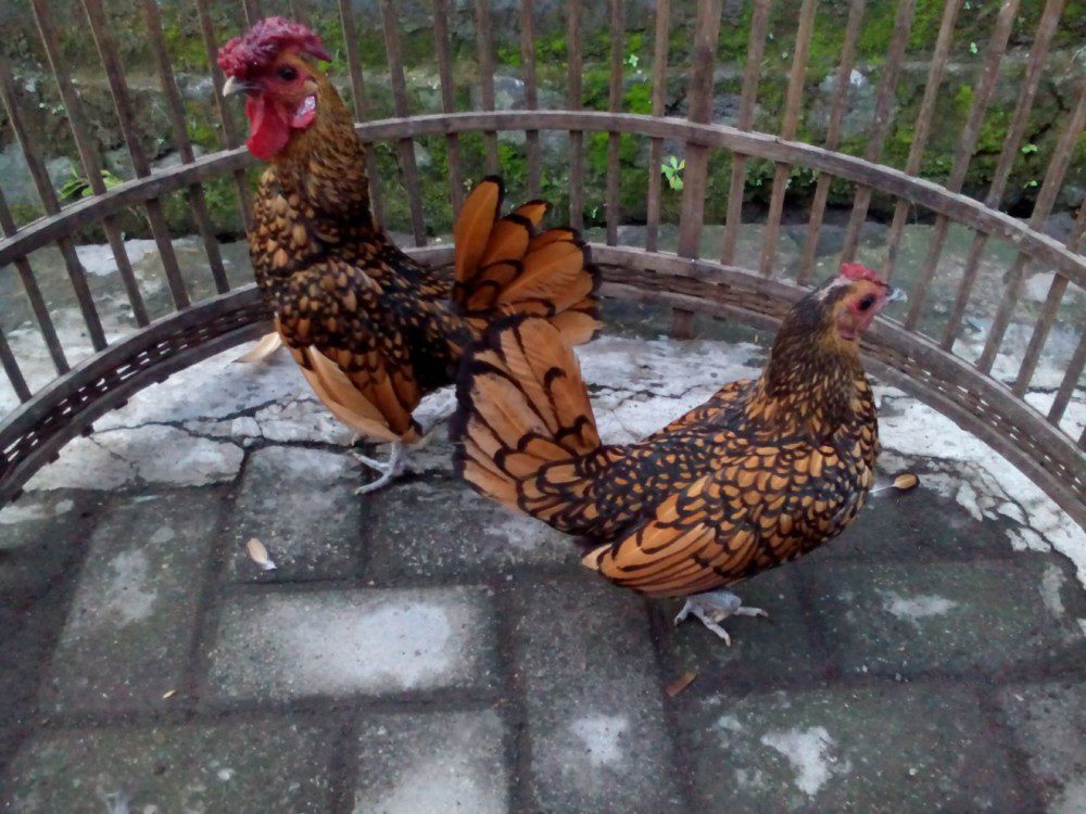 Sepasang ayam batik dewasa jantan dan betina siap di ternakan dan menghiasi halaman Anda.