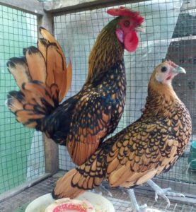 Ayam Batik Kanada Dewasa