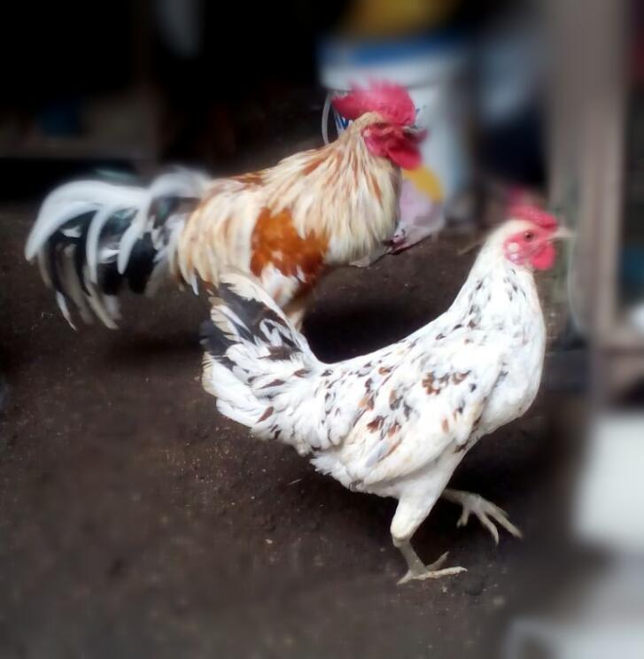 Ayam Ketawa memiliki keunikan pada bagian kokoknya yang mirip seperti ketaw manusia. 