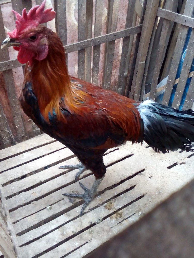 Ayam pelung asli trah Cianjur