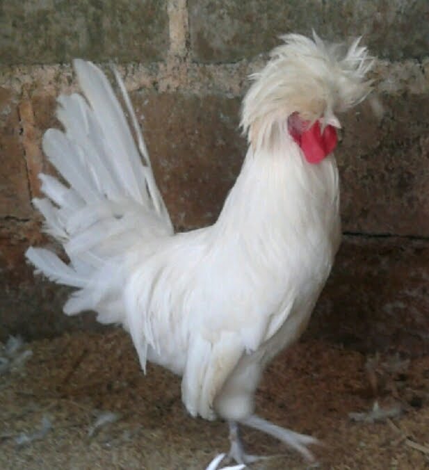 Ayam Polan Dewasa