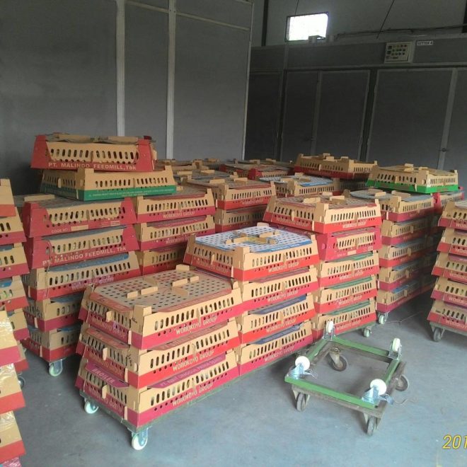 BOX DOC Ayam Kampung Super dan siap kirim ke seluruh wilayah di Indonesia | Image 3