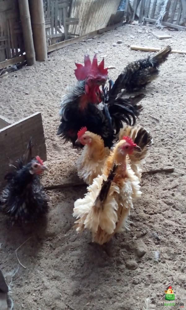 Ayam Kate Walik Dewasa