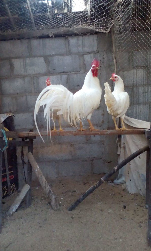 Ayam Onagadori saat ini sudah banyak dikembangkan di beberapa peternakan yang ada di Indonesia | Ternak Ayam Onagadori
