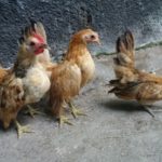Ayam Serama Umur 3 Bulan Pesanan Bapak Sutikno di Jawa Timur