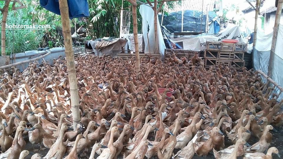 Peluang bisnis ternak Bebek Mojosari saat ini telah mengalami peningkatan yang cukup tinggi | Bebek Mojosari di Kandang