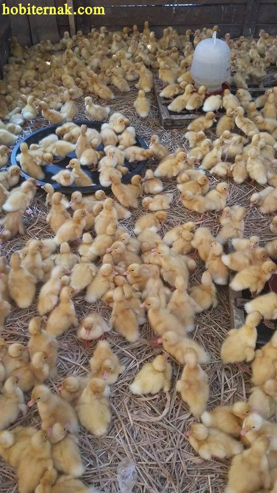 Bebek Peking pada usia anakan cenderung berwarna kuning, namun setelah menginjak dewasa akan berubah warna menjadi berwarna putih