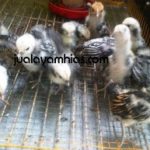 Ayam Batik Itali Usia 1 Bulan2