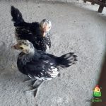 Ayam Batik Itali usia 1 bulan