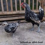 Beberapa Ayam Hias Pesanan Bapak Sean di Bandar Lampung