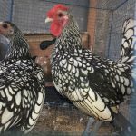 3 Jenis Ayam Hias Pesanan Bapak Edi di Prabumulih