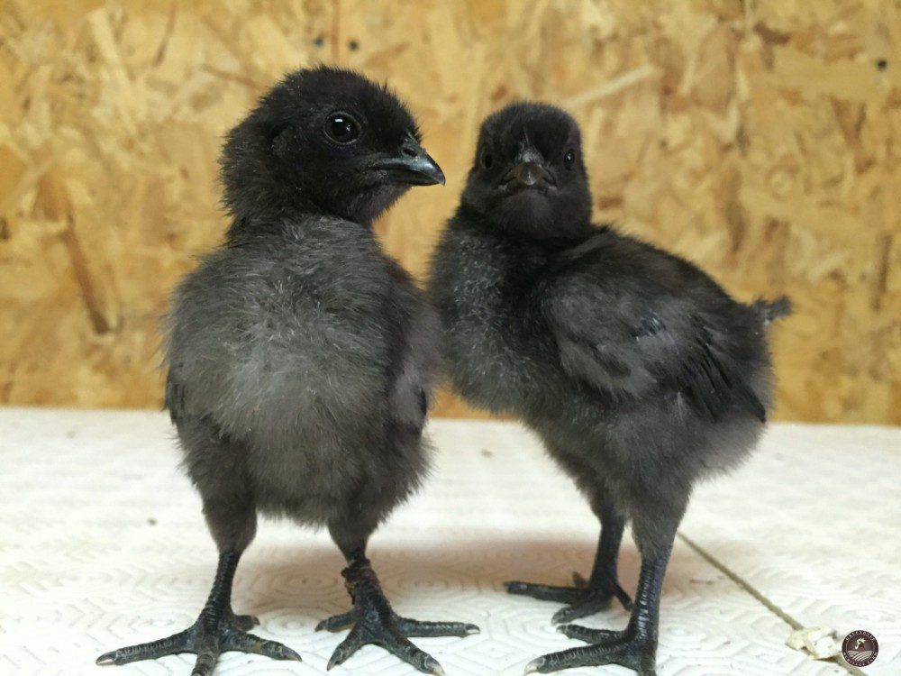 The Pure Breed Poultry Of Ayam Cemani Eggs For Sale
